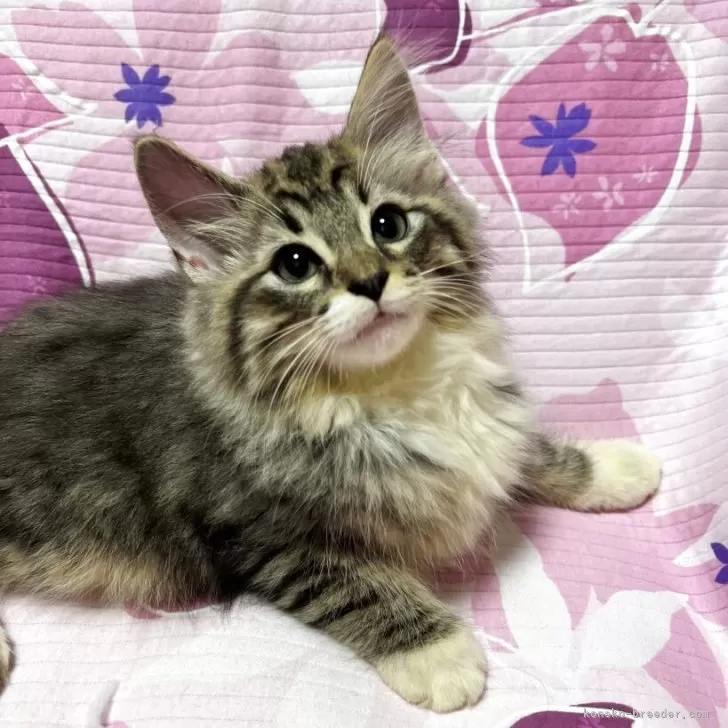 あきら 様のお迎えした子猫