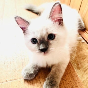 サイベリアン【大阪府・女の子・2025年1月11日・ブルーポイント】の写真「可愛いお顔の女の子💕めちゃくちゃ甘えたちゃん！」