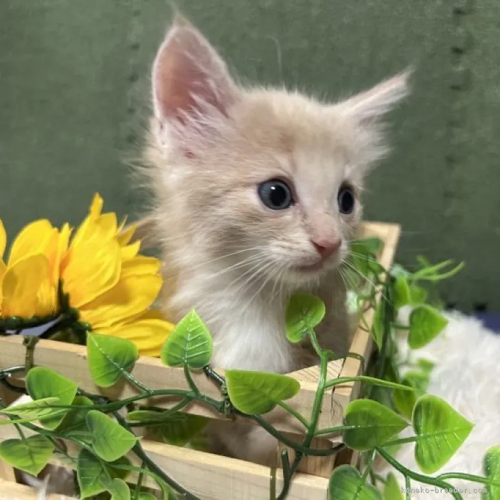 ID:2307-03659の子猫