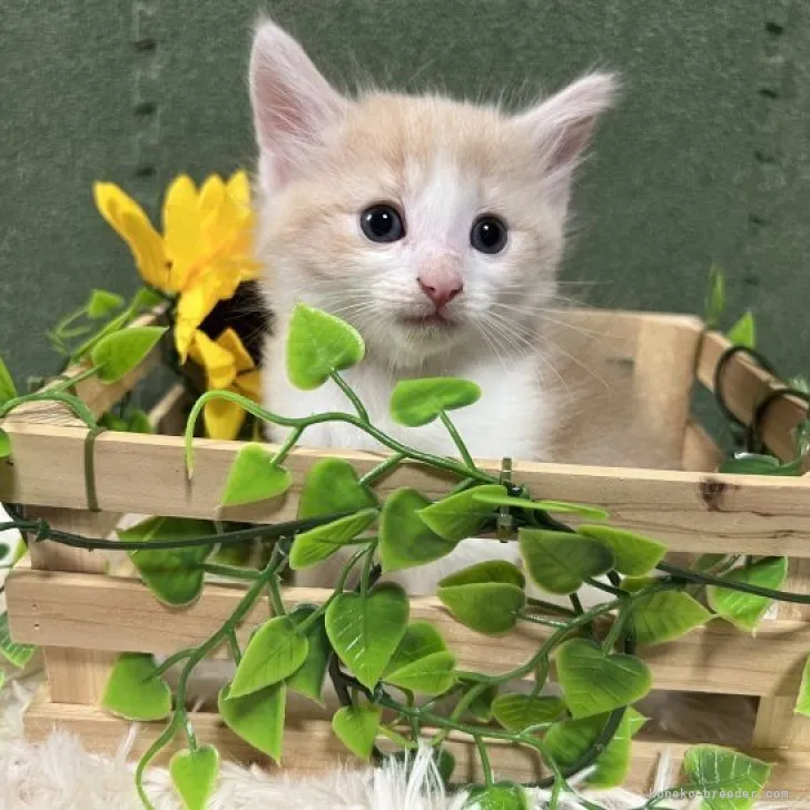ID:2307-03661の子猫