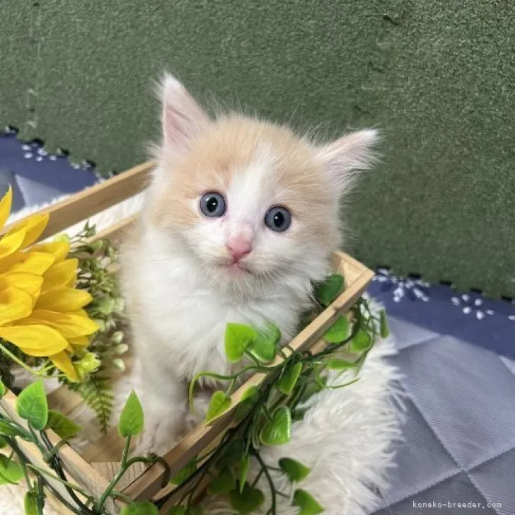 ID:2307-03660の子猫