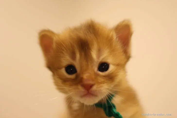 ID:2012-01598の子猫