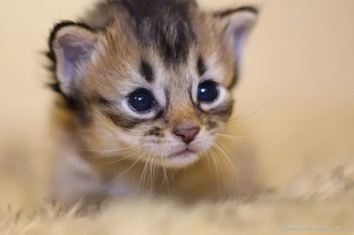 ID:2012-01600の子猫