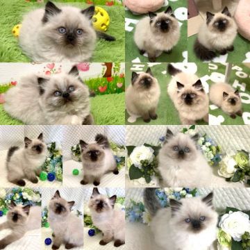 滋賀県でおすすめのエキゾチックショートヘアのブリーダー 