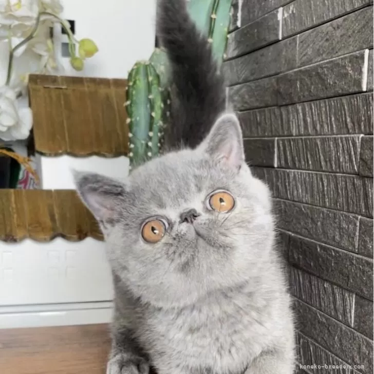 ID：2402-00670の子猫