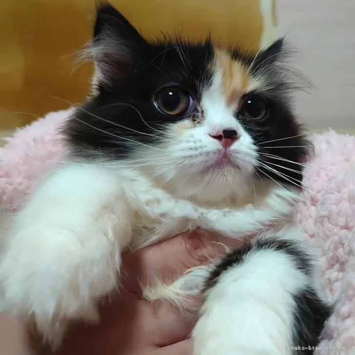 ID:2404-01384の子猫