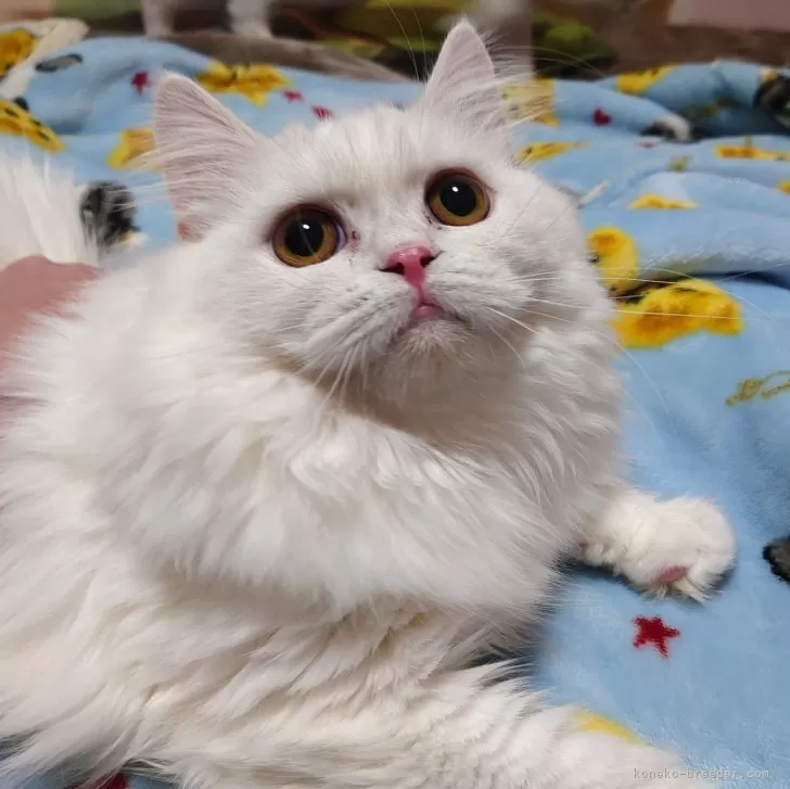 ID:2309-02787の子猫