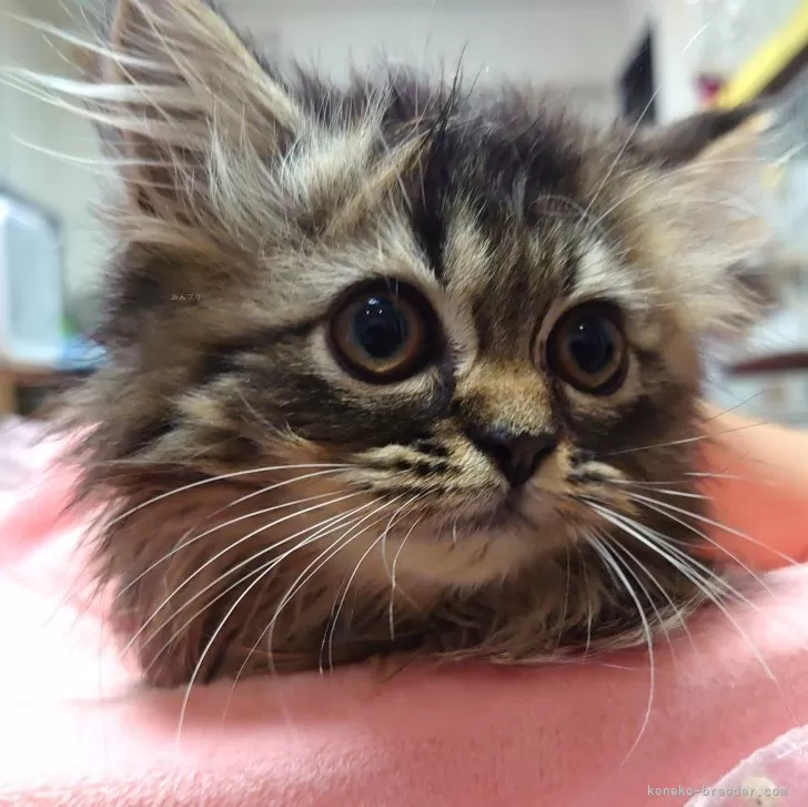 ID:2407-03414の子猫