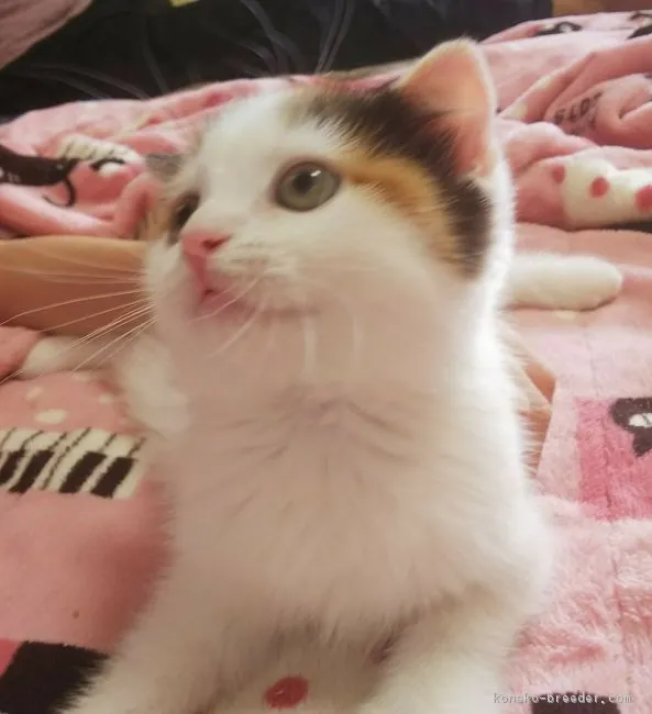 みいちゃんママ 様のお迎えした子猫