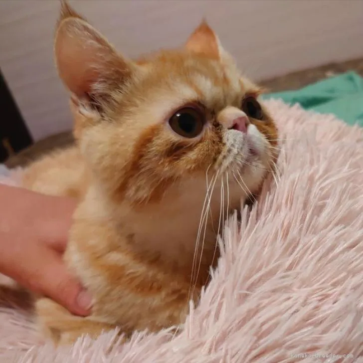 ID:2211-02408の子猫