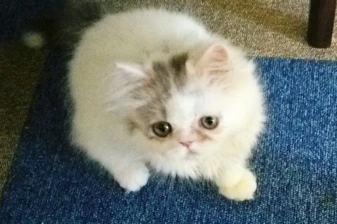 ID:1412-00133の子猫