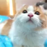 マンチカン(長足)【愛知県・男の子・2023年7月25日・レッド&ホワイト】の写真4