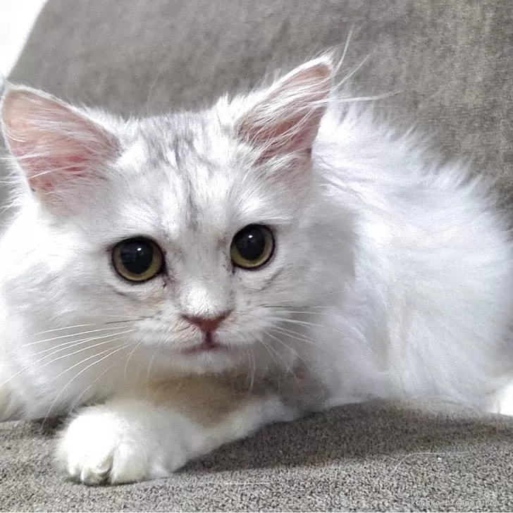 ID:2504-00554の子猫