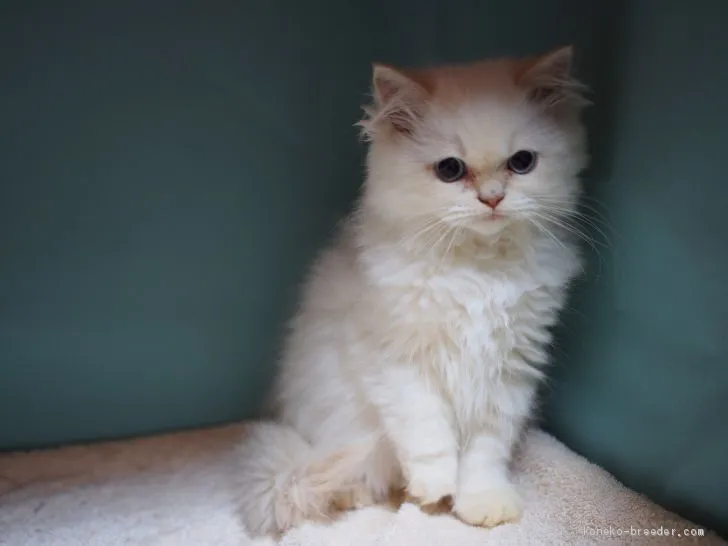 S.W 様のお迎えした子猫