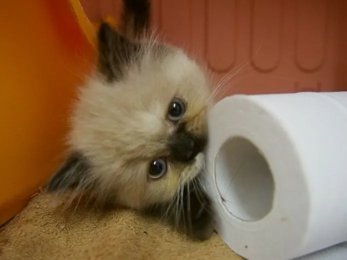 F・T 様のお迎えした子猫