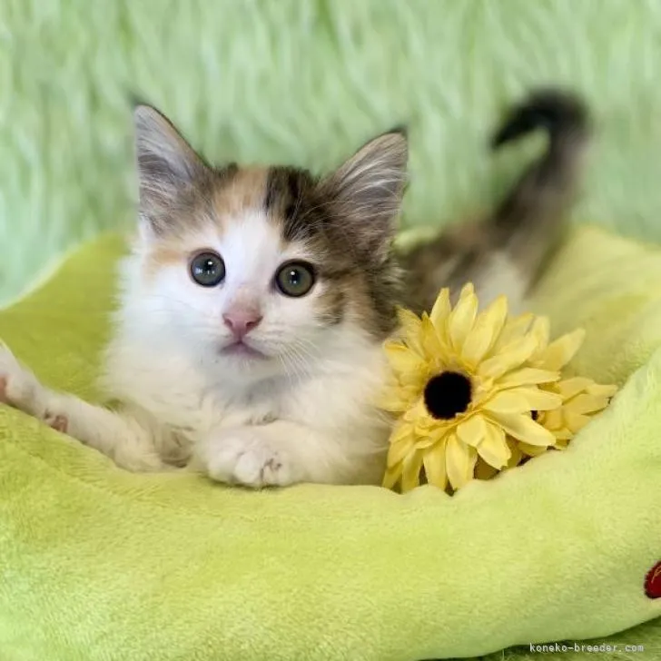 ID:2301-00123の子猫