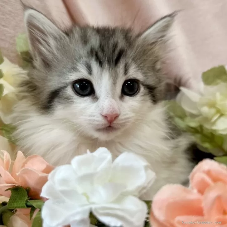 ID:2501-01032の子猫