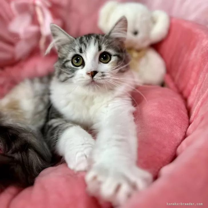 ID:2502-02074の子猫