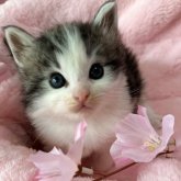 ノルウェージャンフォレストキャット