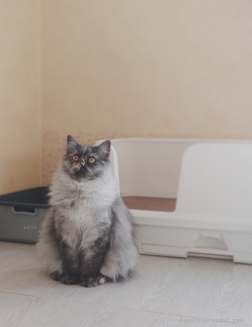 小山あすかブリーダー