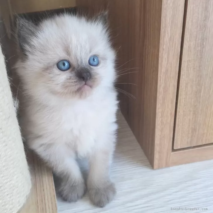 ID：2409-02823の子猫