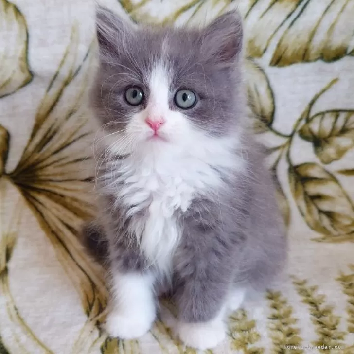 ID:2503-00991の子猫