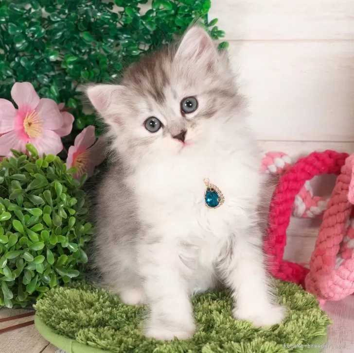 ID:2404-00801の子猫