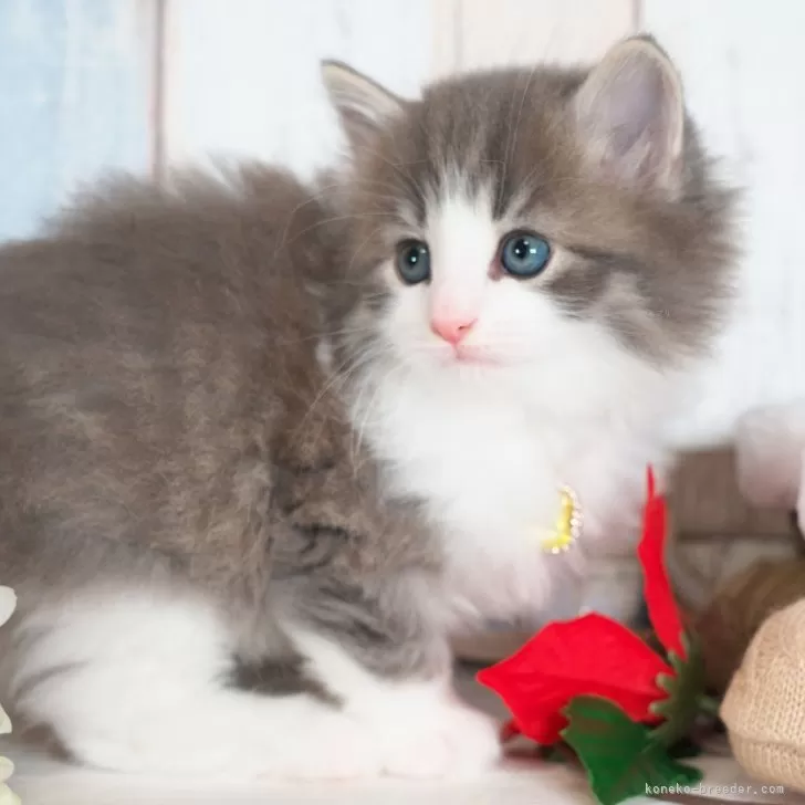 ミヤホン 様のお迎えした子猫