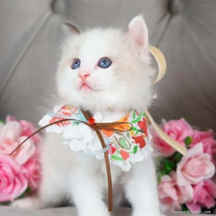 ID:2209-01290の子猫