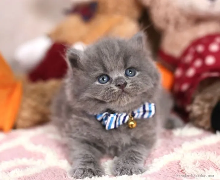 ID:2110-00002の子猫