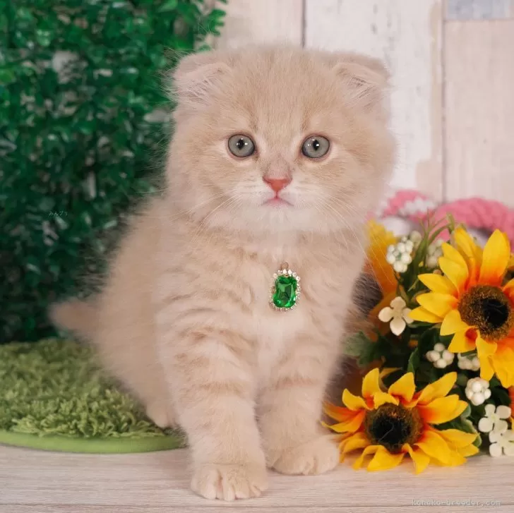 ID:2409-00109の子猫