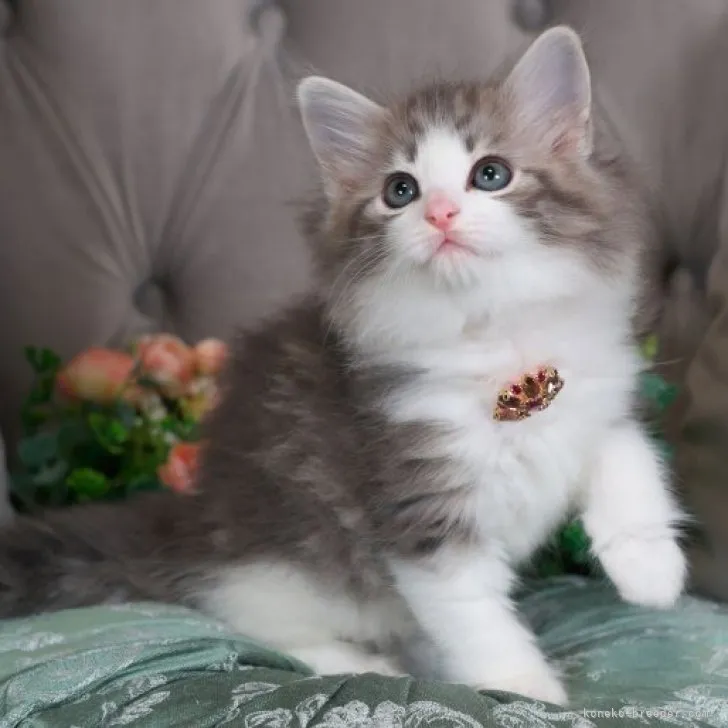 ID:2304-01684の子猫