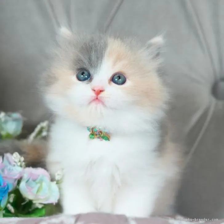 ID:2302-01362の子猫