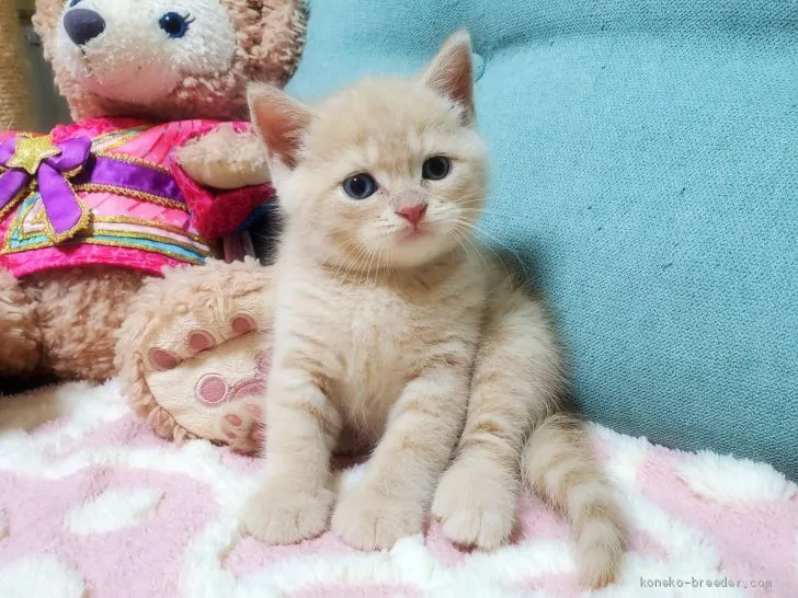 ID:2007-01151の子猫