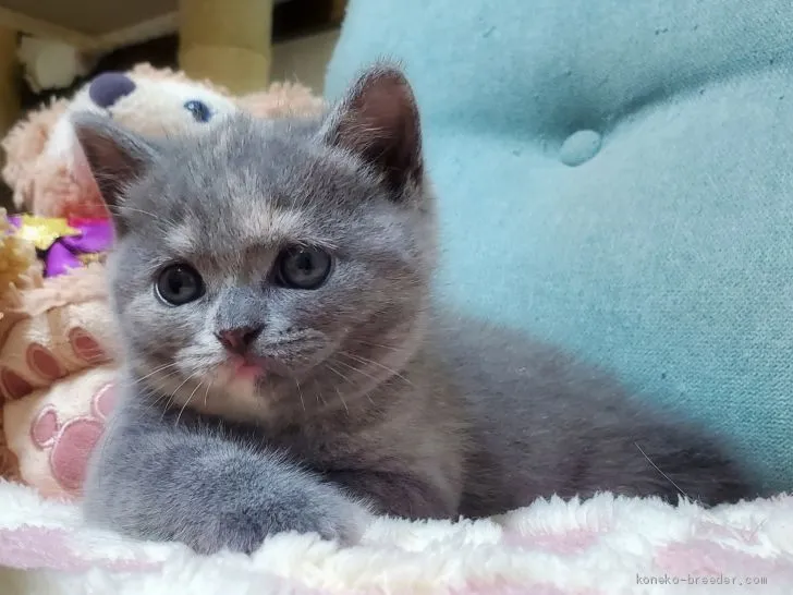 ID:2007-01149の子猫
