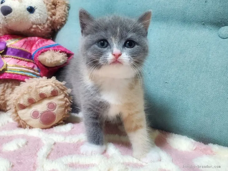 ID:2007-01150の子猫
