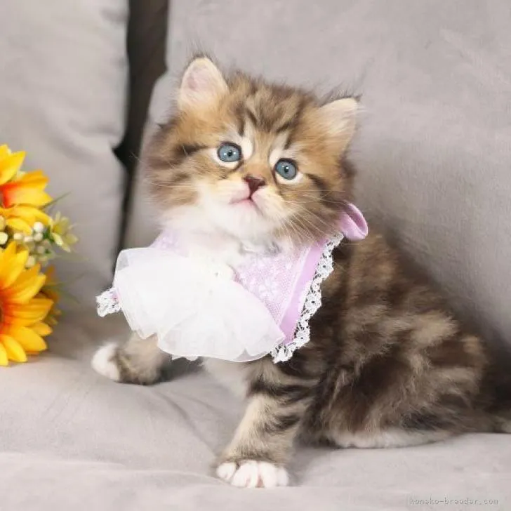 ID:2208-02458の子猫