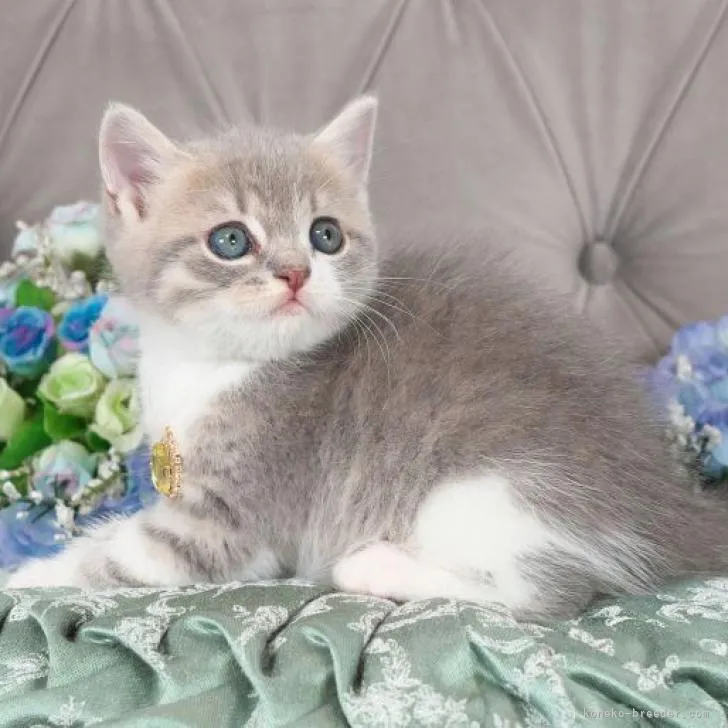ID:2302-01054の子猫