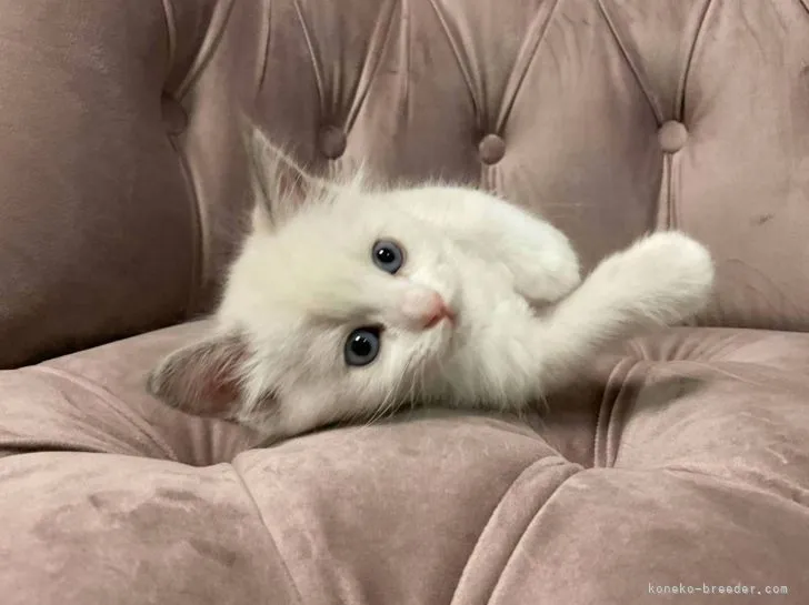 ID:2112-00882の子猫