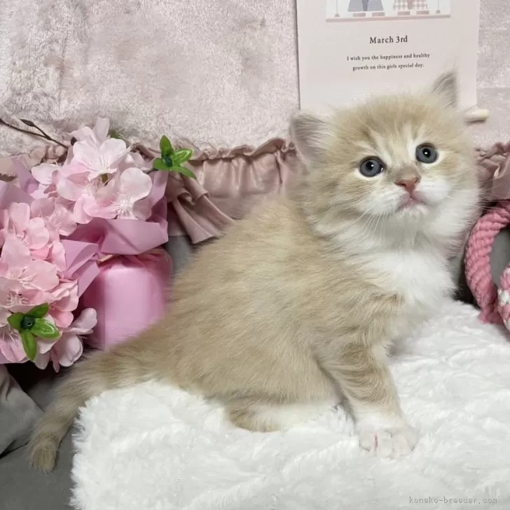 ID:2402-00794の子猫