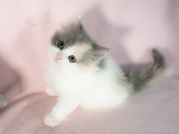ID:2108-01953の子猫