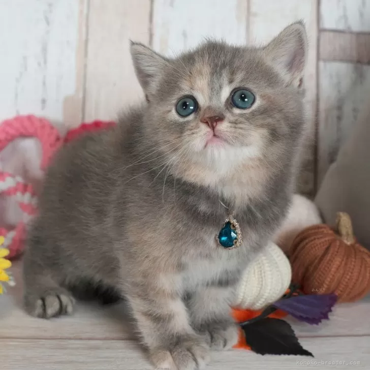 とし 様のお迎えした子猫