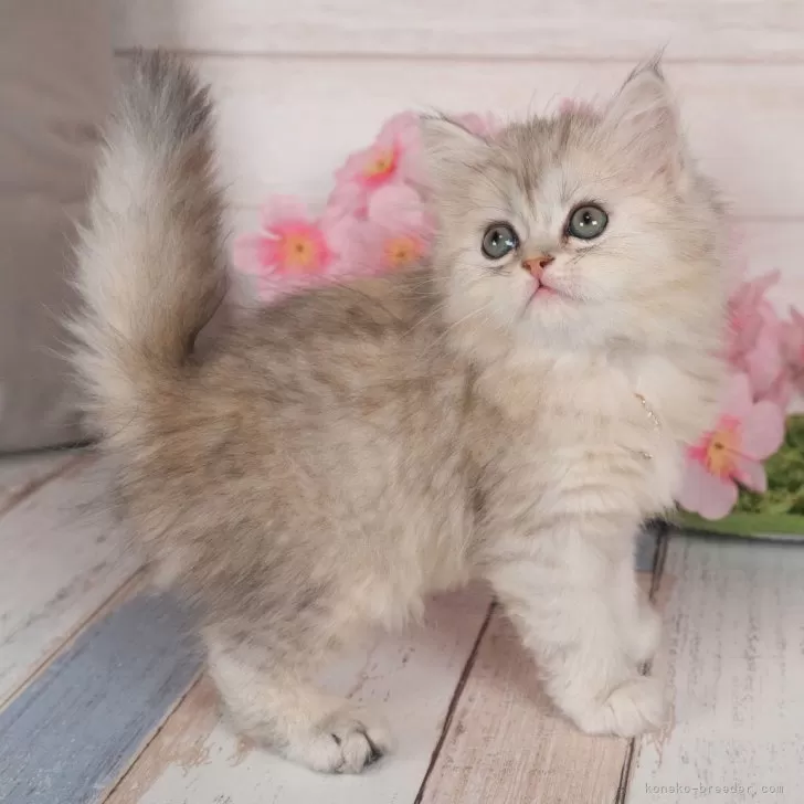 ID:2403-00472の子猫