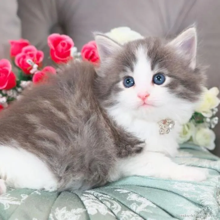 ID:2211-00752の子猫
