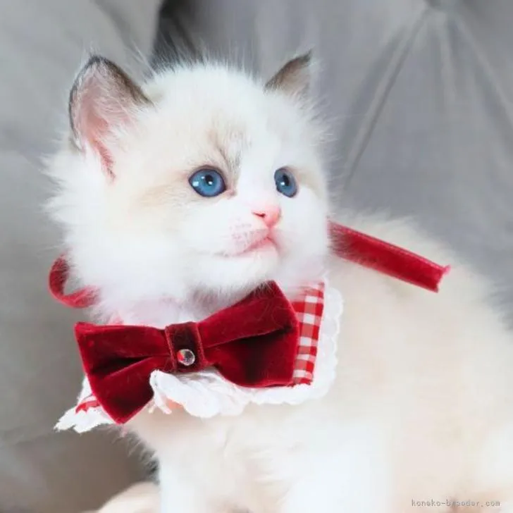 ID:2209-01292の子猫