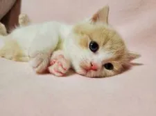 ブリティッシュショートヘア【愛知県・男の子・2021年10月5日・クリーム&ホワイト】の写真2
