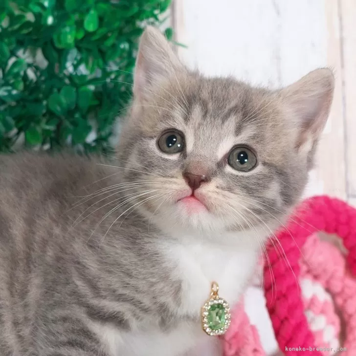 ムギ 様のお迎えした子猫