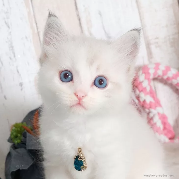 N 様のお迎えした子猫