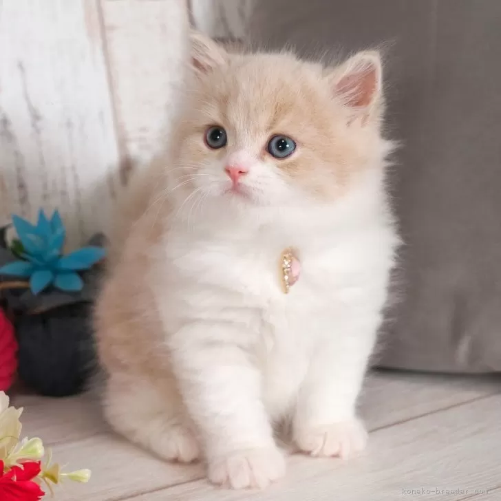 Y.T 様のお迎えした子猫