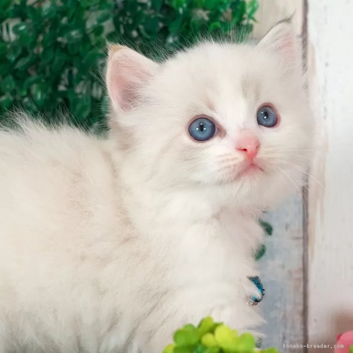 ID:2501-01079の子猫
